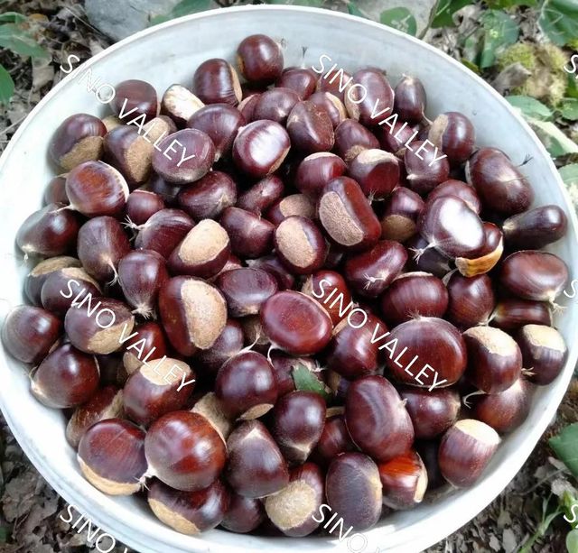 China Fresh Raw water Chestnut kernel Bulk | Premium Mount Tai Chestnut Supplier - Image 2