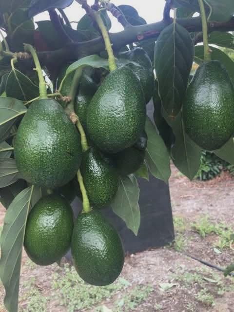 AVOCADO Fresh Premium Hass Avocado Organic and Healthy - Image 3