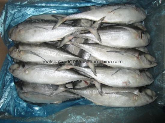Muroaji/Hard Tail/Scad Fish Style Whole Processing BQF Model NO. 6586 HS Code 03035300 Trademark healsea Certification - Image 2