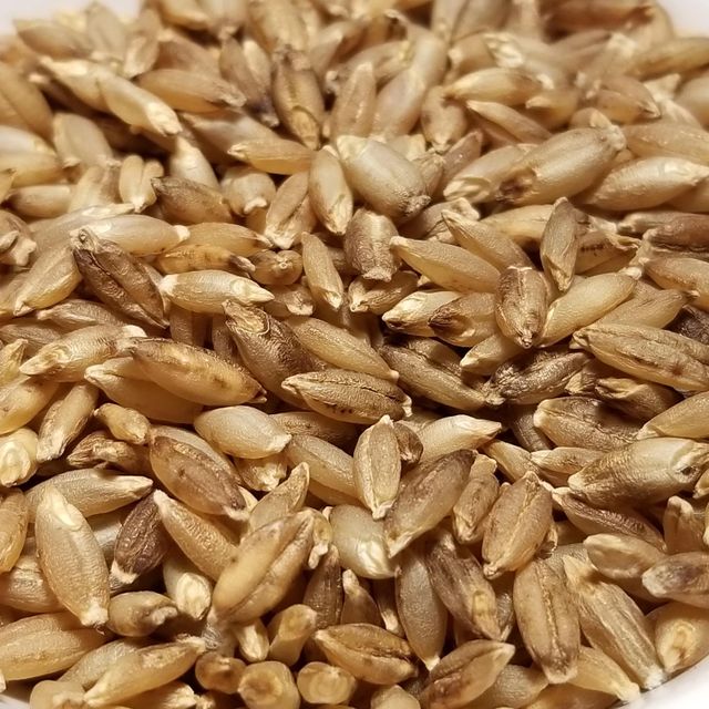Natural Barley Grain With Smooth Texture Premium Barley Grain Available For Bulk Purchase And Large Orders - Image 2