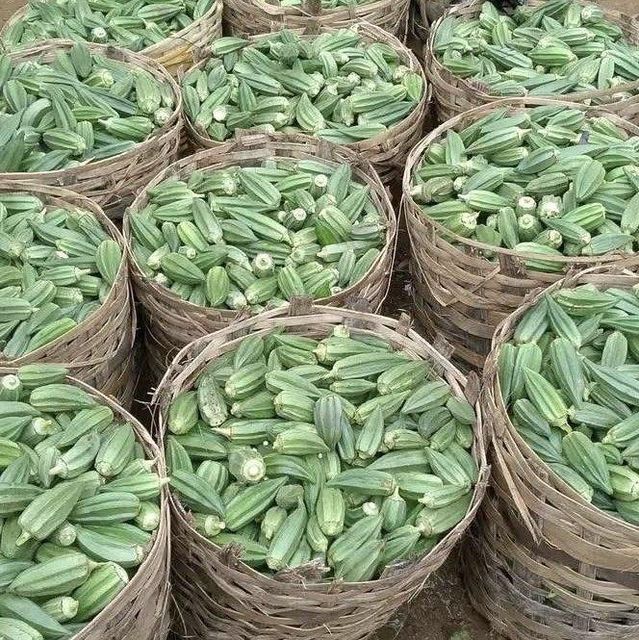 Farm fresh Potato, Okra, onion, Garlic, Moringa, all healthy reliable airfreight supply - Image 3