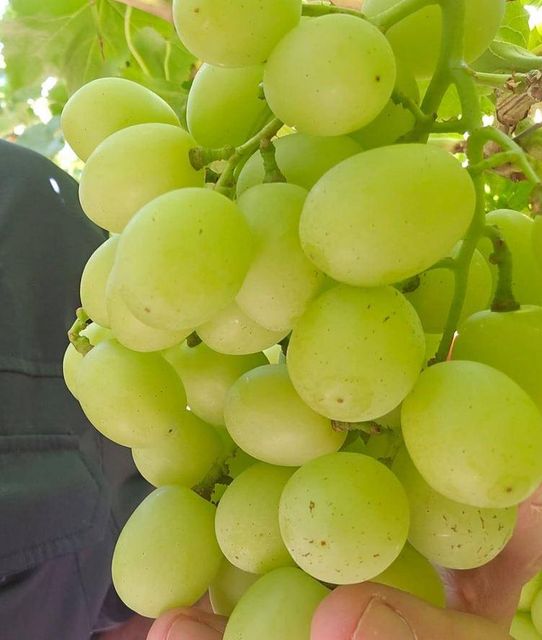 Fresh Table Grapes Export Quality - Image 4