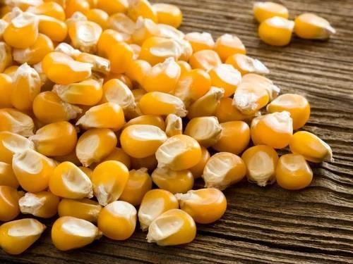 Non GMO Yellow Maize Corn/ Yellow Corn & White Corn/Air Dried Yellow Maize Corn for Sale 50kg Packaging - Image 2