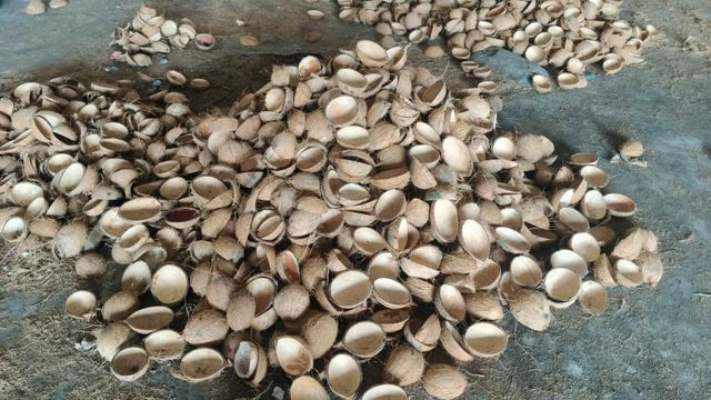 Oval Coconut Shell Ice Cream Cups/Bowls Form Other Organic No Origin India Degree of Processing Other - Image 5