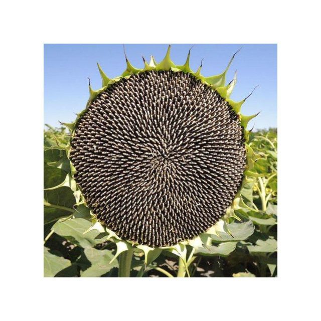 Wholesale Sunflower Seeds cheap price bulk supply fresh and natural kernels Bulk supply Sunflower Seeds - Image 2