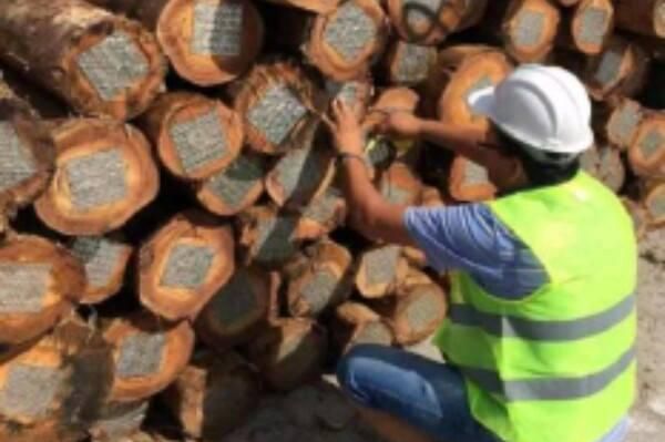 Eucalyptus Logs / Eucalyptus wood logs Grade ABC Place of Origin Brazil Feature Dia: 12-18, 20-30, 30-40, 40cm - Image 1