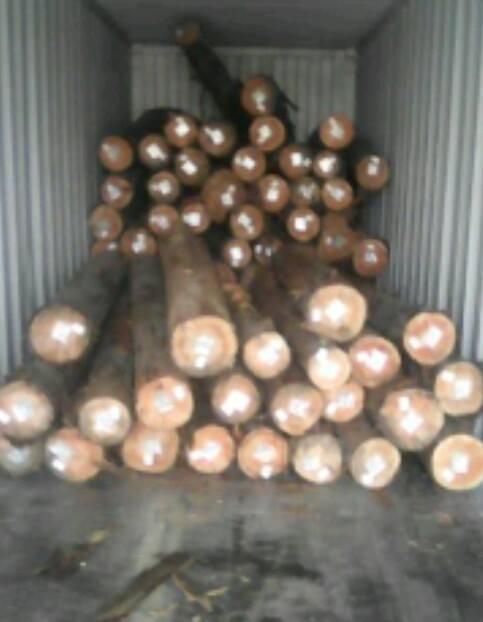 Eucalyptus Logs / Eucalyptus wood logs Grade ABC Place of Origin Brazil Feature Dia: 12-18, 20-30, 30-40, 40cm - Image 2