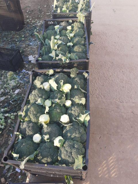 broccoli vegetables - Image 3