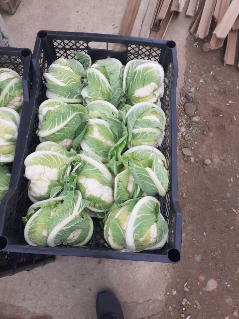 broccoli vegetables - Image 5