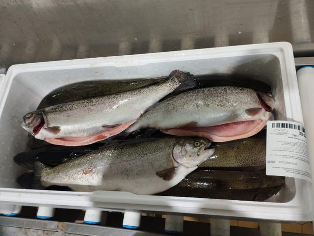 Sea bass, sea bream, salmon truite - Image 4