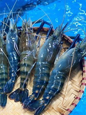 Frozen Whole Lobster Carefully Processed For Fresh Taste Long Shelf Life And Reliable Wholesale Seafood Supply - Image 2