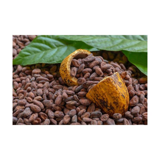 natural whole cocoa beans for roasting grinding and making cocoa powder premium cacao beans rich in antioxidants vitamins and minerals ideal for baking desserts chocolate bars and beverages - Image 3