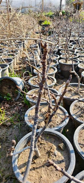 Yeroshlam figs (bigger size) live plants - Image 4