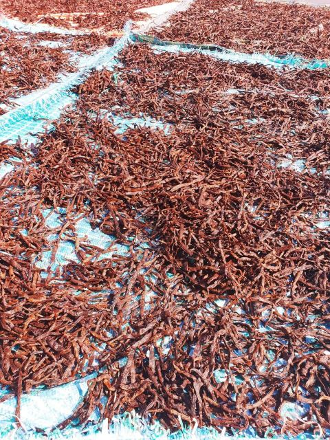 Premium Vanilla Cuts Madagascar Bourbon Loose Beans Industrial Extraction Extract Grade C - Image 2