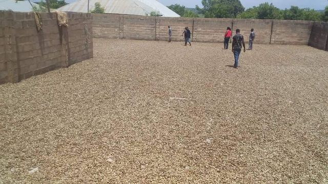 RAW CAHSEW NUTS / RAW CAHSEW NUTS in SHELL, CASHEW KERNELS, RAW CASHEW GARDE WW180, WW240, WW320, WW450 for SALE WHATSAP +255762500052 - Image 5