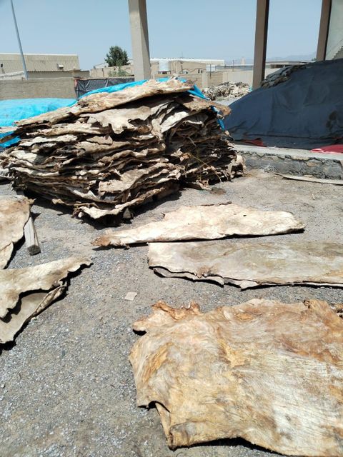 cattle hides and skins - Image 3