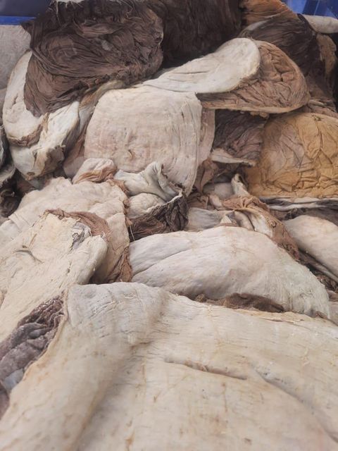 Wholesale Wet Salted & Dry Salted Donkey Hides Grade A Raw Animal Skins for Tannery Leather Processing Export Supply - Image 3