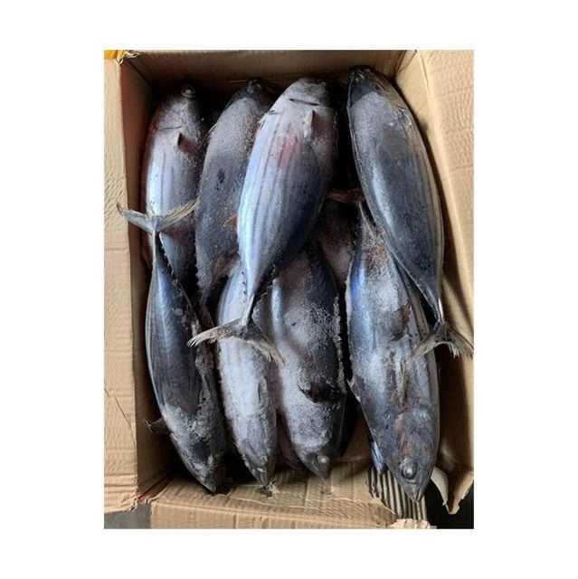 Wholesale frozen skipjack bulk supply low price high quality ocean fish - Image 3