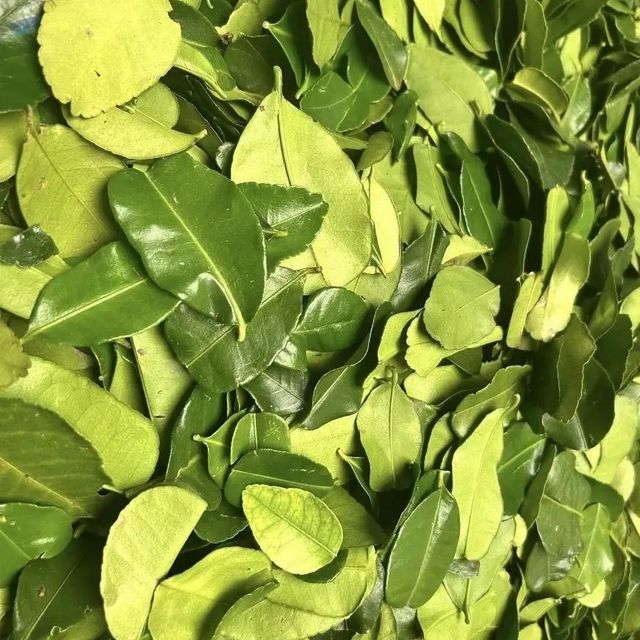 Dried Lime Leaf, GRADE A - Image 1
