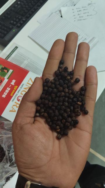 Black Pepper - Image 2