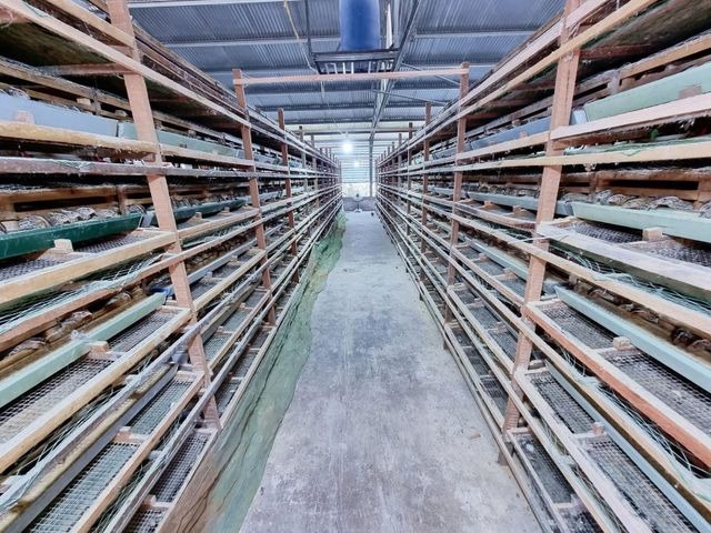Quail Eggs Type Organic Free Range Source Organic, Free-range Packaging Quantity 1,000 Eggs Per Pallet Feeding Practice Natural Feeding Practices - Image 2