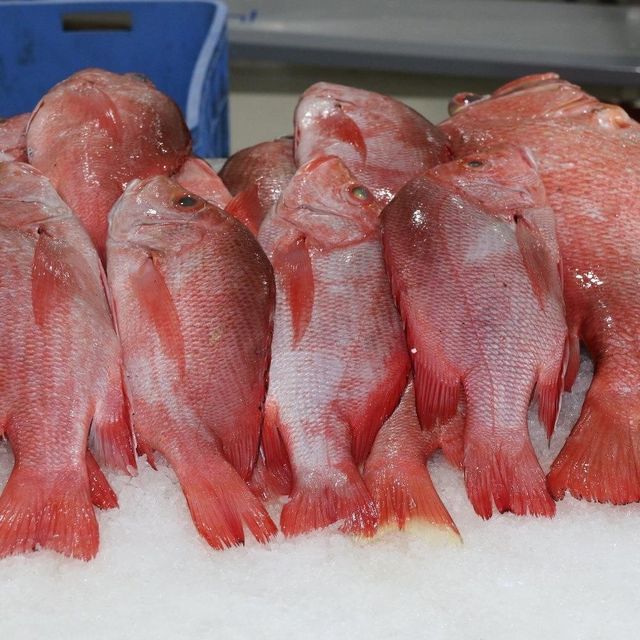 Fresh IQF Frozen Redfish Red Drum Whole Fillet Steak Gutted Scaled Seafood Export Bulk Supply - Image 3