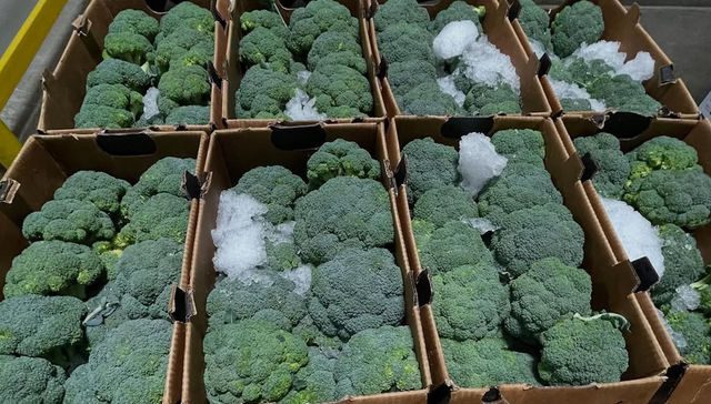 CONSISTENT DELIVERY FRESH FROZEN BROCCOLI PREMIUM QUALITY 10 HEADS PER CARTON BRIGHT GREEN BROCCOLI ON SALE - Image 4