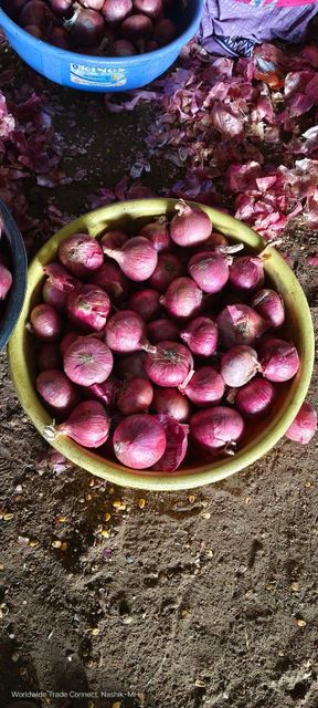 Onions Grade A Grade Color Pink (Garwa viriety) Size 25mm+ to 55mm+ as per client's requirement Packaging 1 Kg to 50 Kg in mesh/jute bags as per client's - Image 2