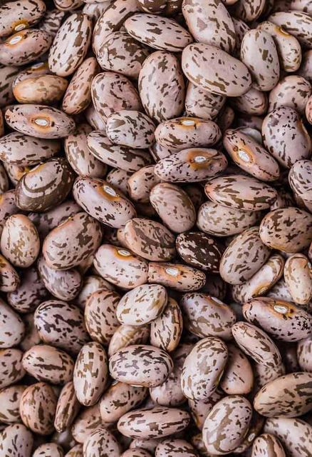 Pinto Beans-Long Type and Round Type – product photo 1, product detail gallery