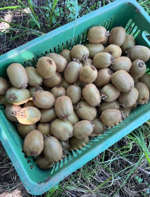 Fresh Kiwi Fruit - Image 5