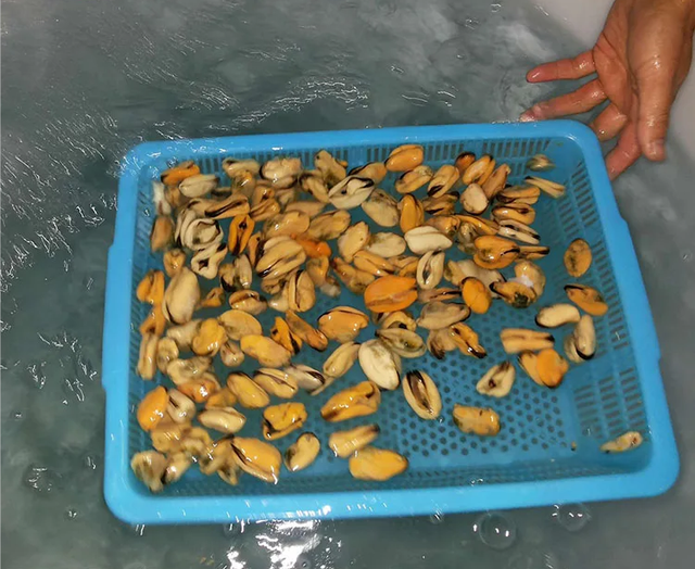 Hot Sale Chinese Seafood Boiled Frozen Mussel Meat with shell or half shell or without shell - Image 4