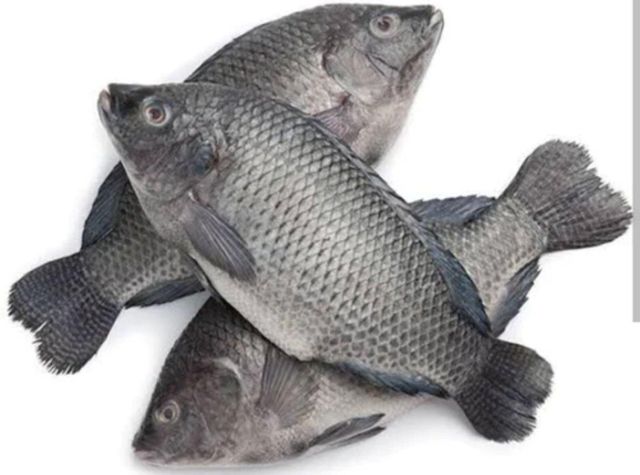 Best Quality Frozen Farm Raised Tilapia Fresh Water Fish Exporters Wholesale Price - Image 7