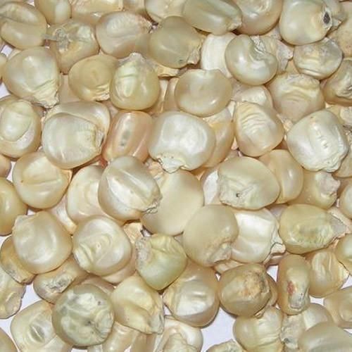 NON GMO WHITE CORN MAIZE - Image 4