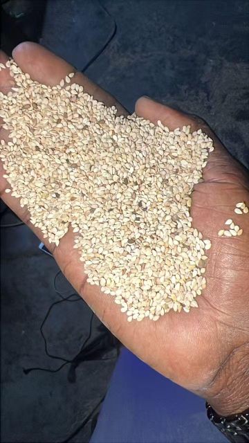 Natural Sesame seeds Food and industrial use - Image 4