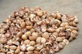 Dried Split Betel Nut Place of Origin THAILAND Place Of Origin Indonesia Active Compound Arecoline Province Propinsi Jaw - Image 3
