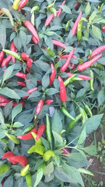Hot pepper Variety Hybrid Germination Rate 95+ Place of Origin India Number Of Hybrids More Than 34 Certification Phytosanitary certificate - Image 1