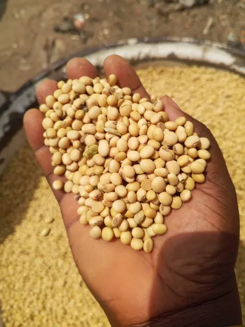 Soya Beans - Image 4