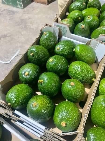 Good Quality Fresh Avocado of Viet Nam for Sales!!! Wholesale for Avocado Fresh Fruit Whatsap +255787979235 - Image 4