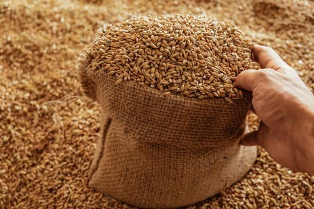 High-Quality Food Grade Wheat — Bulk & Bagged Supply for Milling and Human Consumption - Image 3