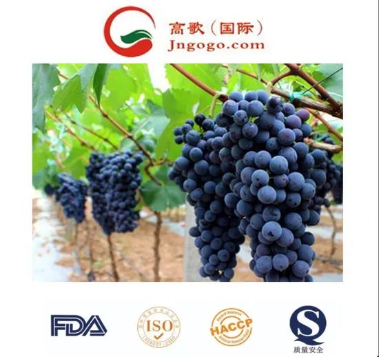 Competitive Fresh Broccoli for Exporting Kind Fresh Color Green Trademark GOGO Size 600-1200g/PC HS Code 0704902000 Storage Method - Image 5