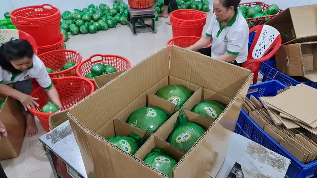Fresh Green Pomelo Grapefruit Green skin pomelo class 1 Pink Flesh Citrus fruit Vietnam Healthy Nutritious Whatsap 0084989322607 - Image 3
