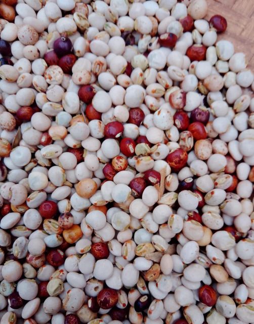 Pigeon Peas - Image 4