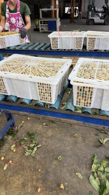 Longan - Image 1