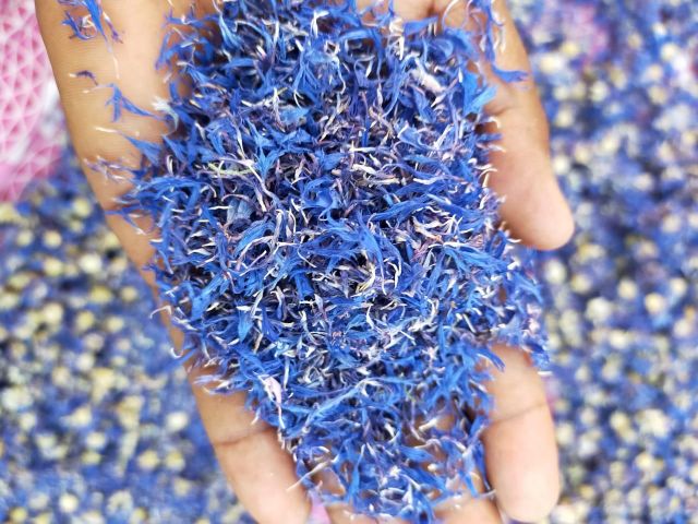 Dried Blue Cornflower Petals Grade FOOD Color BLUE Packaging HDPE BAGS Shelf Life 24 MONTHS Max. Moisture (%) 8% Packaging Details CUSTOMIZED - Image 3