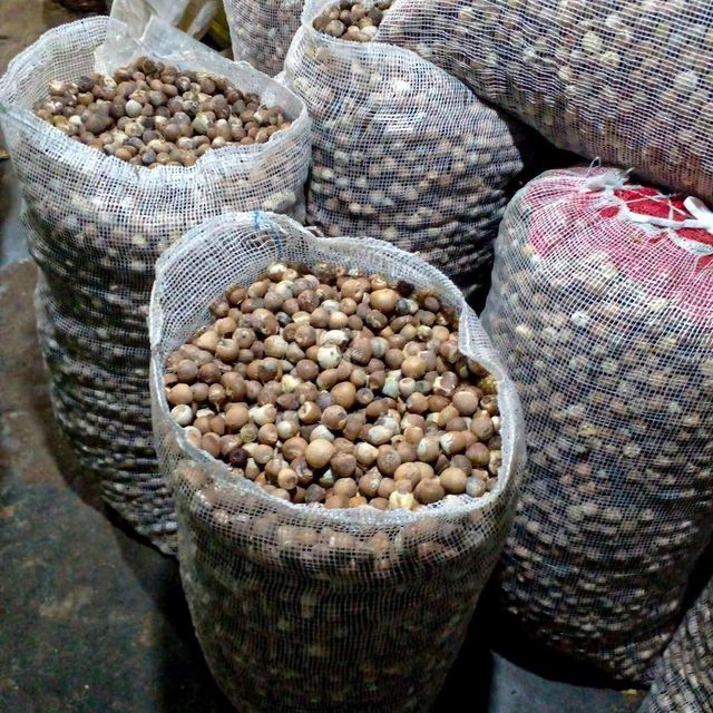 Affordable Betel Nuts Fresh Natural Whole and Split Areca Nuts Premium Quality for Retail, Wholesale and Food Industry - Image 3