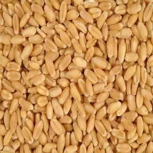 Hard Wheat Grains, High Quality, Wholesale Bulk Supply, Affordable Cheap Prices - Image 5