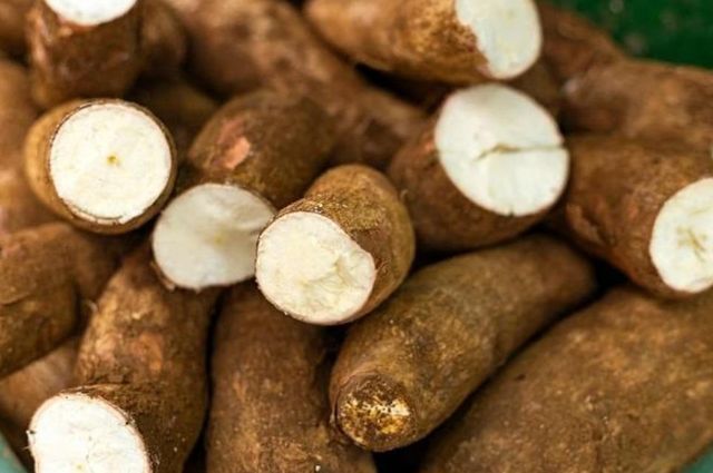 Fresh Cassava Roots Ash Content ≤5% Max Silt Content ≤2% Max Fiber Content ≤5% Max Starch Content ≥65% Min Moisture Content ≤14% Max - Image 3
