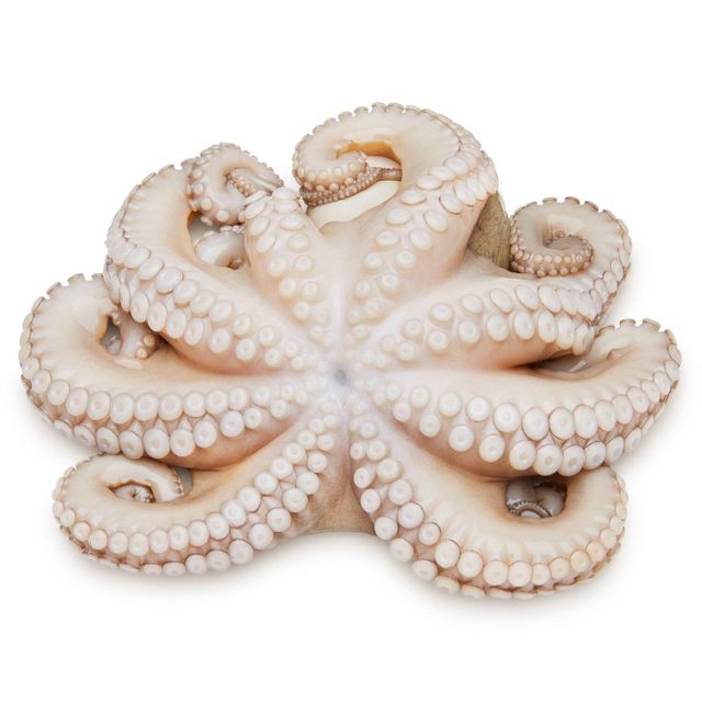 Frozen Fresh Octopus Hygienically Handled And Frozen For Fresh Flavor Integrity Supporting Professional Seafood Supply - Image 1