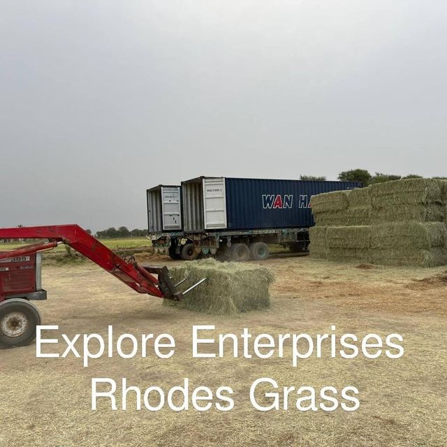 Rhodes Grass - Image 4