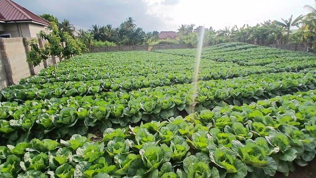 Fresh Cabbage - Image 1
